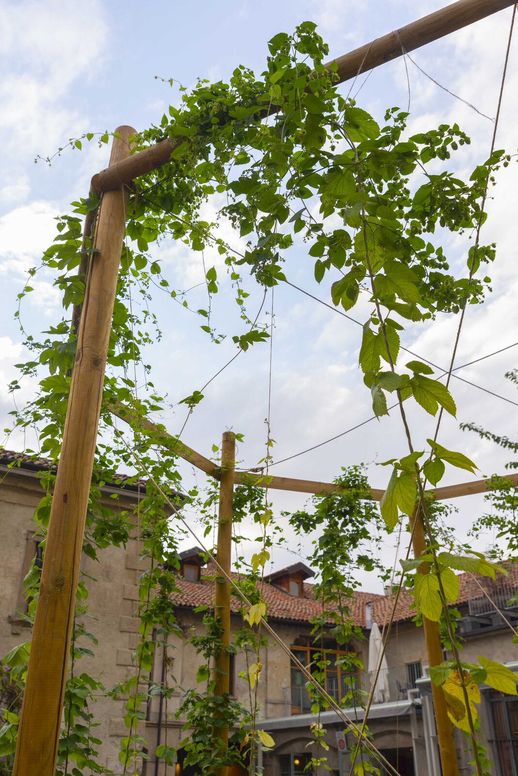 Luppoleto in Cascina Cuccagna