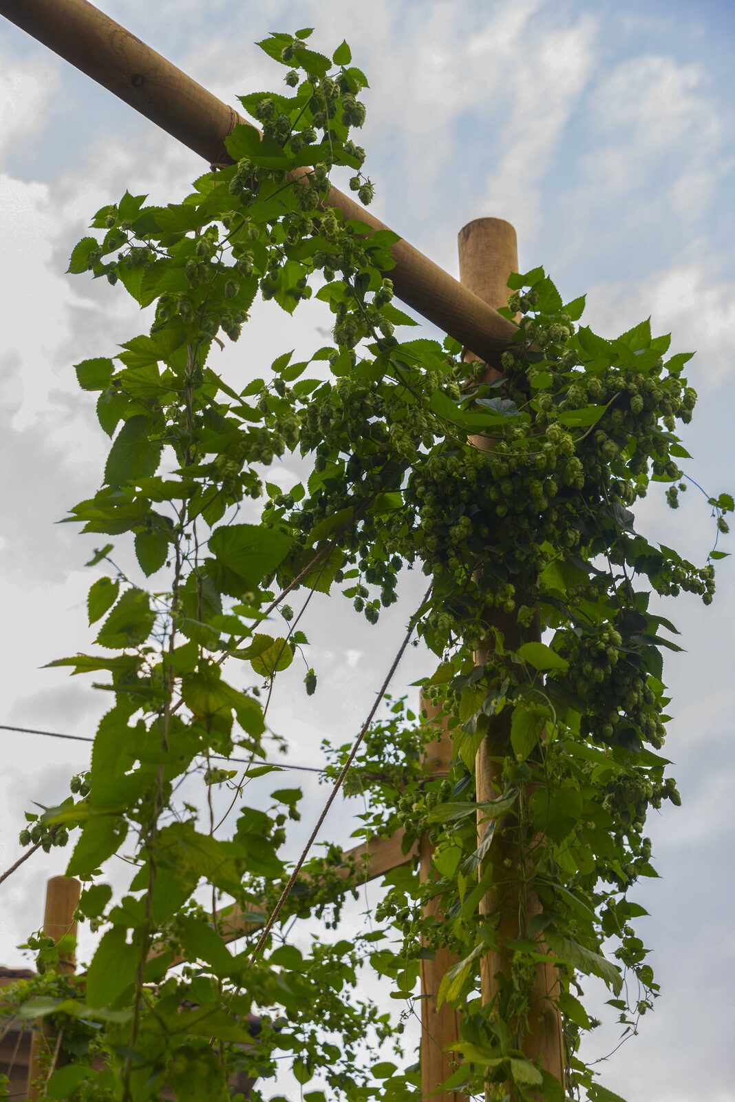 Luppoleto in Cascina Cuccagna